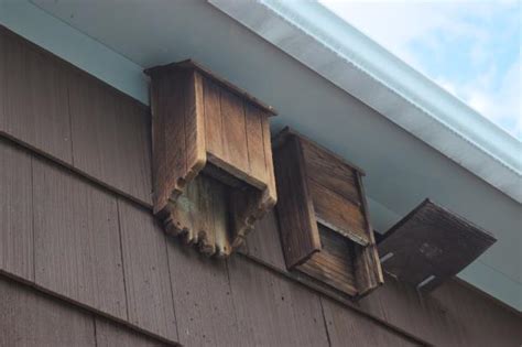 installing bat house under eaves